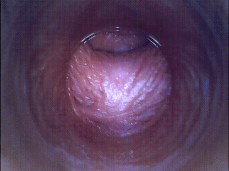 Inside Vagina gif