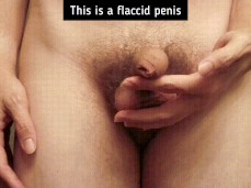 Sex Education Intro: The Flaccid Penis gif