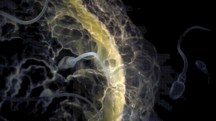 Sperm Meets Egg Porn Gif Pornhub com 