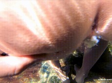 Underwater Cream gif