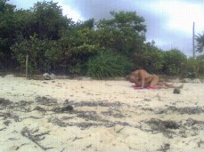Amateur couple beach sex from a distance gif