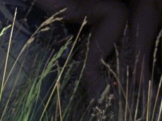 Creampie in the woods after party gif