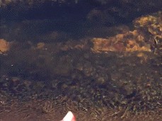 Stroking his cock in nature, almost gets caught gif