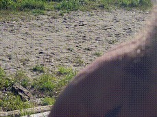 johnholmesjunior hanging out at the vancouver nude beach gif
