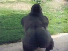 spinning gorilla gif