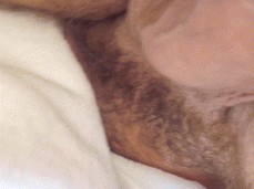 bald, bearded hunk in bathrobe offers close-up of soft, uncut cock 0025-1 3 gif
