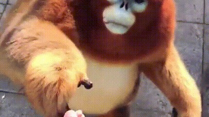 Порно видео обезьяны