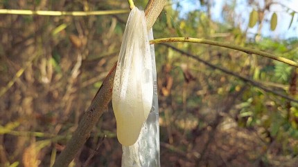 A tasty cum filled condom in a tree