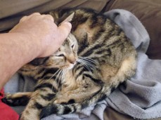 Kitty gif