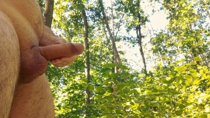 No wonder Czech forests thrive: they get supplementary food 1515-1 10