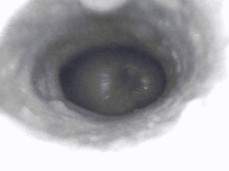 Internal B&W Creampie gif
