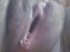 pussy gif